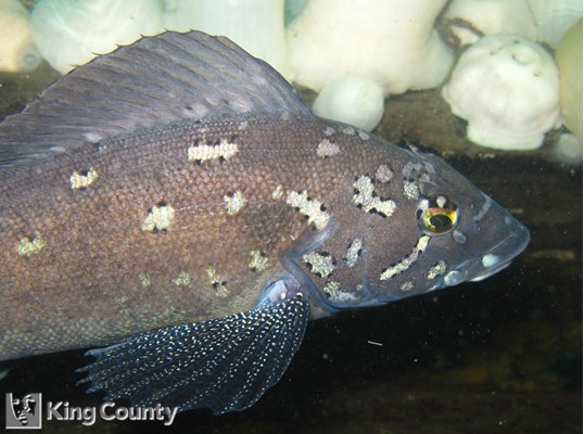 Photo of Hexagrammos decagrammus